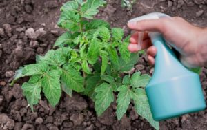 How to use garlic to safely and efficiently control garden pests ...