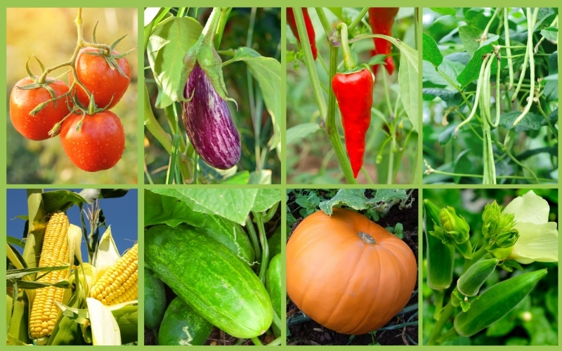 What Vegetables Can I Grow In Summer?