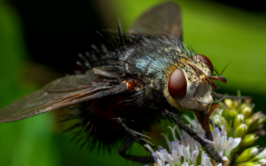 Tachnid fly