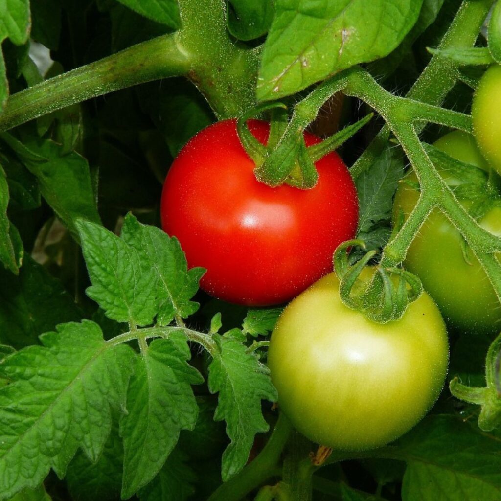 Red and green tomato growing on a plant