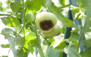 Tomatoes on plant with Blossom End Rot