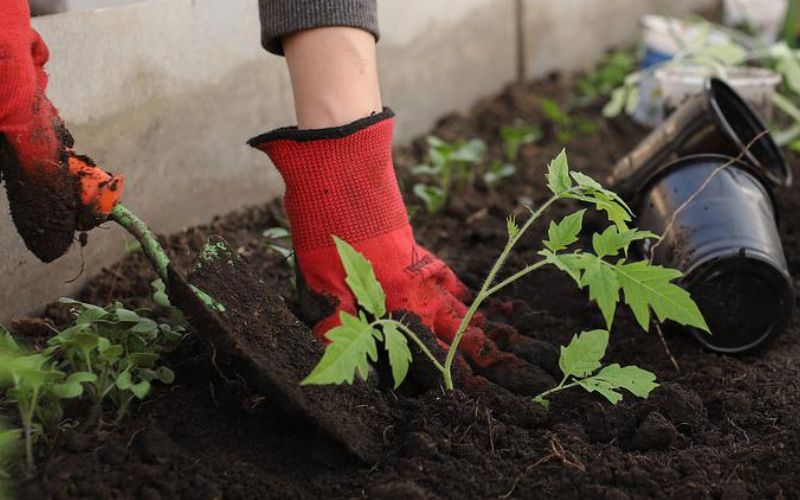 Why Planting Tomatoes Deep is Important for Stronger and Healthier Plants