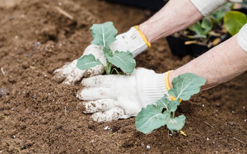 When is the best time to transplant vegetable plants in your garden? 