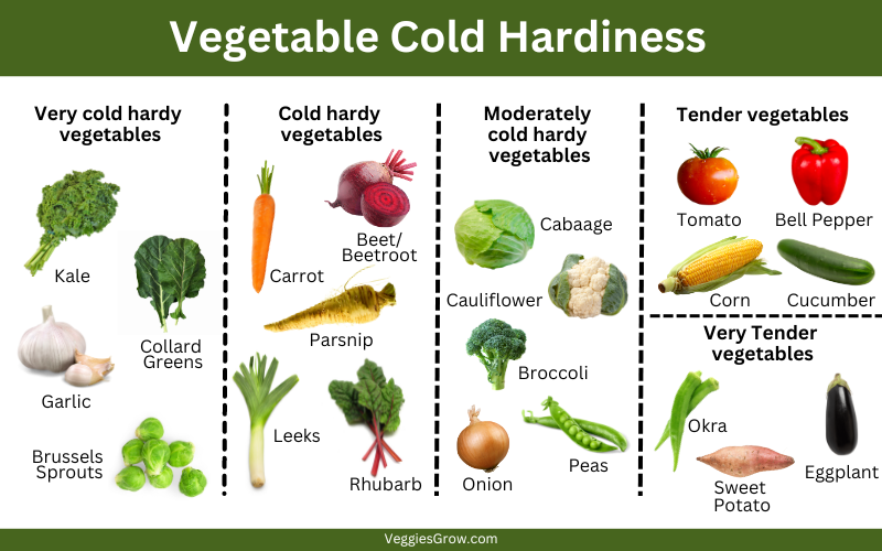 Vegetable Cold Hardiness Chart