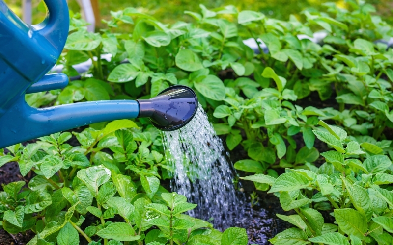 What time of day is best to water vegetable garden?