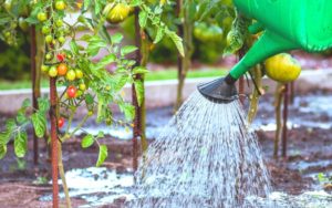 Watering tomato plants grown directly in the soil