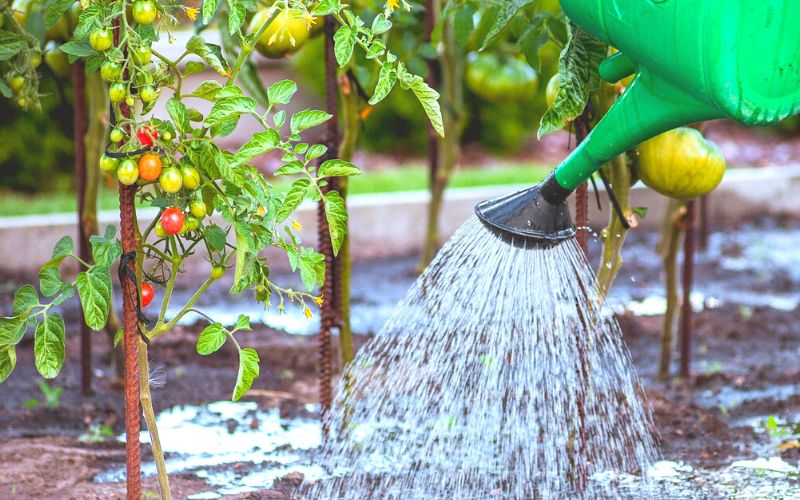 How Often You Need to Water Your Vegetable Garden