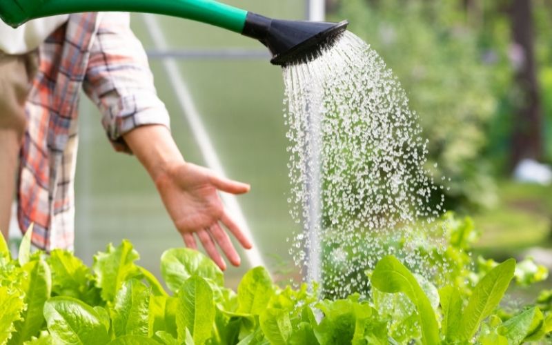 5 simple strategies to help you water your vegetable garden just right