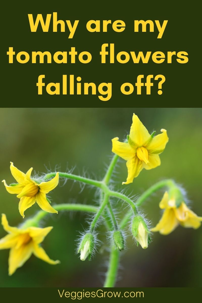 Why are my tomato flowers falling off? Veggies Grow