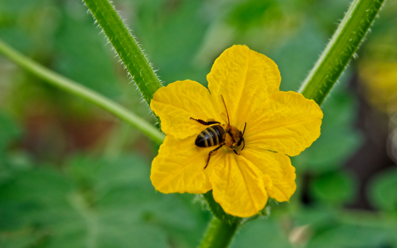 bee on a cucumber flower
